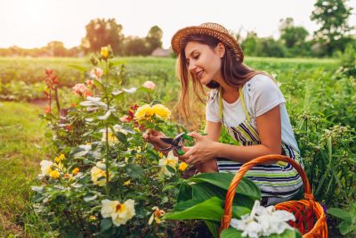 Woman picking roses - 5 Health Benefits of Roses