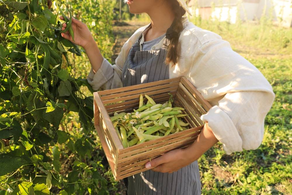 Woman picking organic green beans